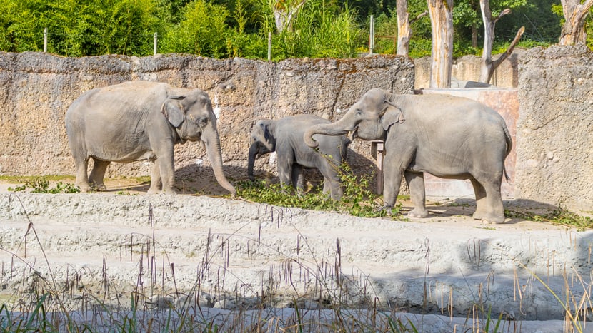 Die Asiatischen Elefanten (v.l.) Ceyla-Himali, Ruwani und Farha im Kaeng Krachan Elefantenpark.