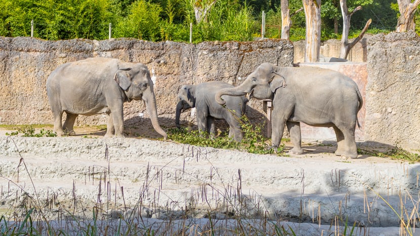Die Asiatischen Elefanten (v.l.) Ceyla-Himali, Ruwani und Farha im Kaeng Krachan Elefantenpark.