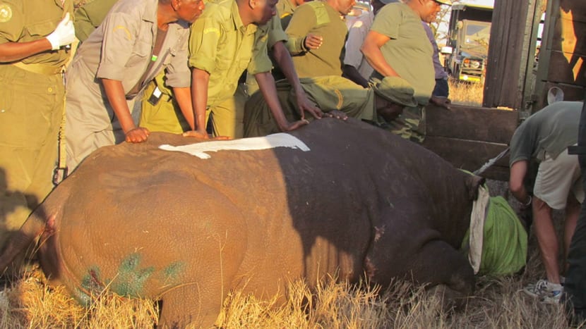 Nashorn-Translokation in Kenia.