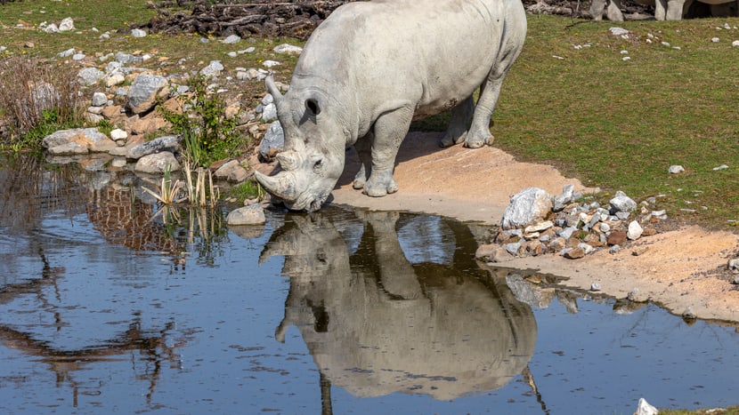Foto: Zoo Zürich, Enzo Franchini Südliches Breitmaulnashorn Kimba trinkt am Wasserloch in der Lewa Savanne des Zoo Zürich.