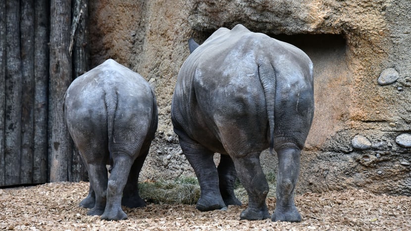 Breitmaulnashörner Talatini (l.) und Tanda in der Innenanlage der Lewa Savanne.