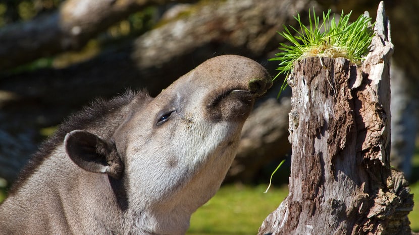 Flachlandtapir im Zoo Zürich