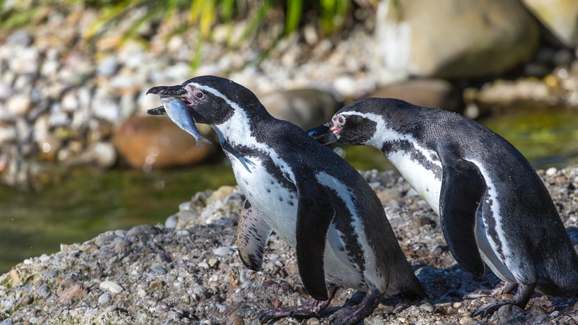 Humboldtpinguine im Zoo Zürich.