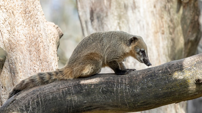 Nasenbär auf Baum im Zoo Zürich. 