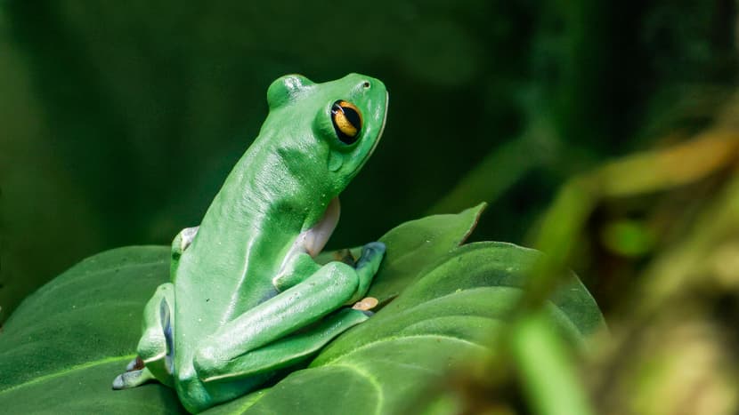 Orangeaugen-Laubfrosch