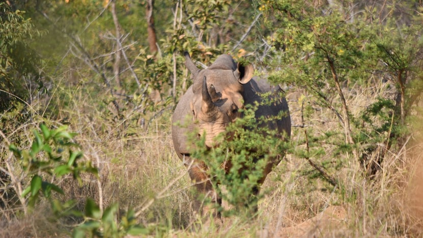 Spitzmaulnashorn Olmoti im Akagera-Nationalpark in Ruanda.