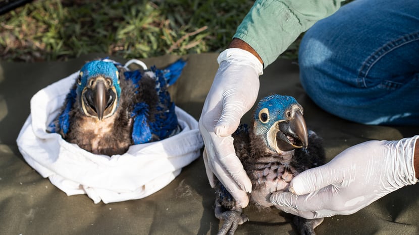 Foto: Hyacinth Macaw Project, Flávia Bouch Hyazintharas im Hyazinthara-Projekt.