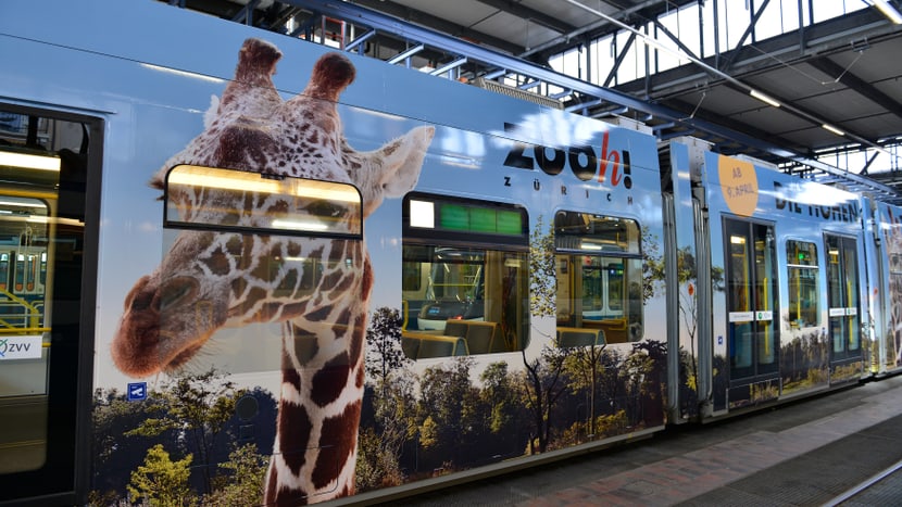 Foto: Zoo Zürich, Sandro Schönbächler Zoo-Sondertram Lewa Savanne im VBZ-Depot.