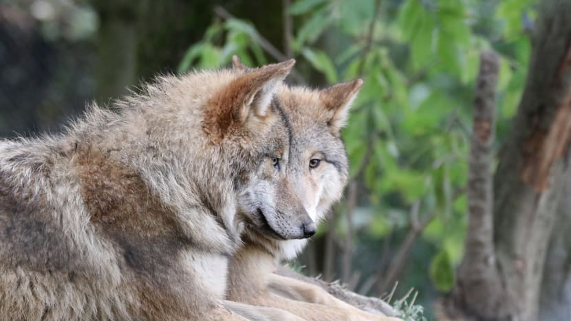 Mongolische Wölfe im Zoo Zürich.