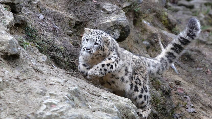 Schneelepoard Wajra im Zoo Zürich.