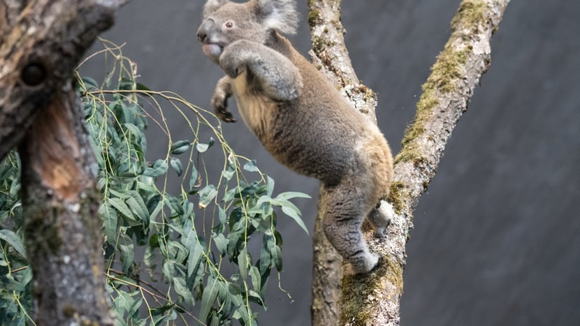 Koala Milo im Australienhaus im Zoo Zürich.