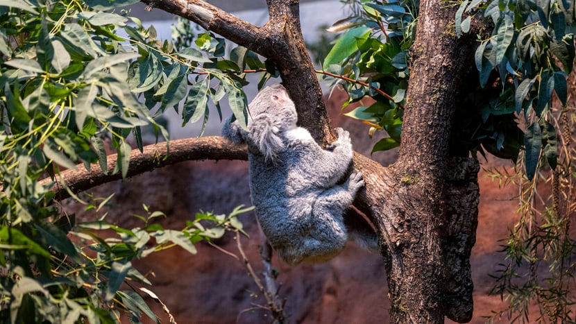 Das Koalaweibchen Téa im Australienhaus des Zoo Zürich.