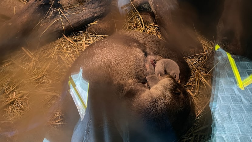 Junge Europäische Fischotter mit Mutter Lulu im Zoo Zürich.