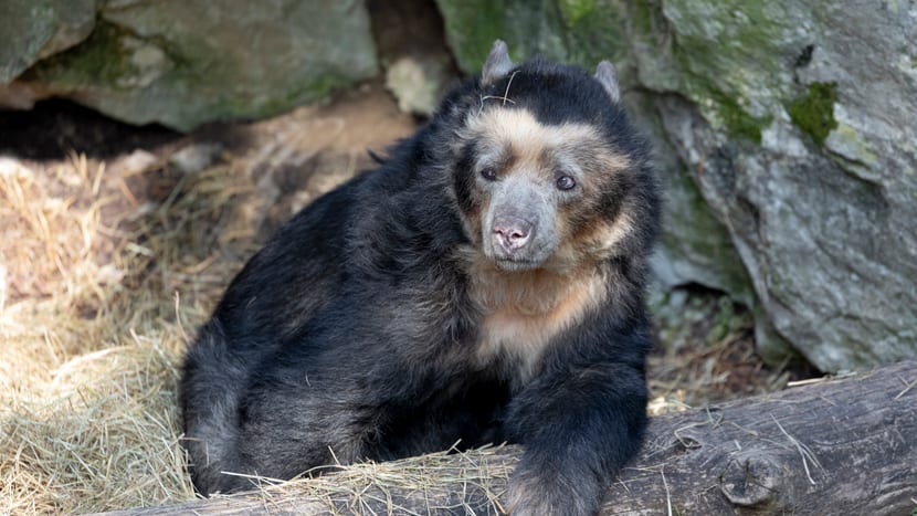 Foto: Zoo Zürich, Enzo Franchini Brillenbär-Weibchen Sisa im Zoo Zürich (März 2021).