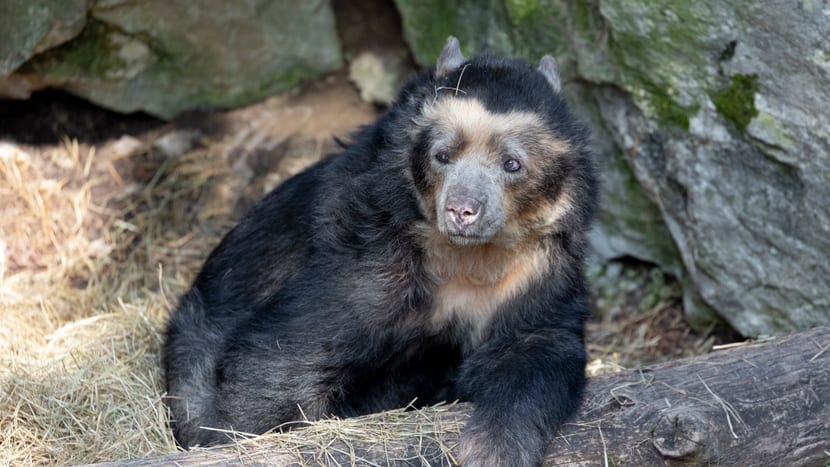 Brillenbär-Weibchen Sisa im Zoo Zürich (März 2021).