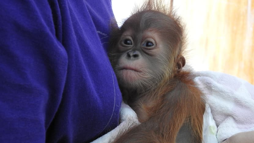 Junger Sumatra-Orang-Utan im PanEco-Schutzprogramm.