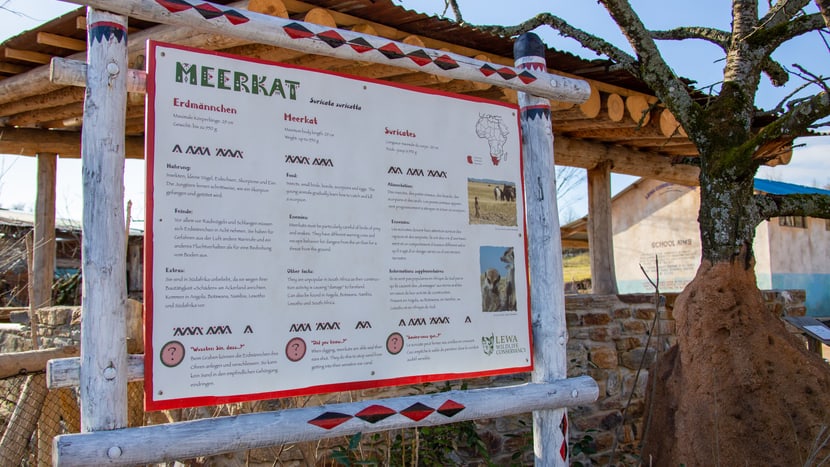 Tafel Erdmännchen in der Lewa Savanne, Stand Februar 2020.