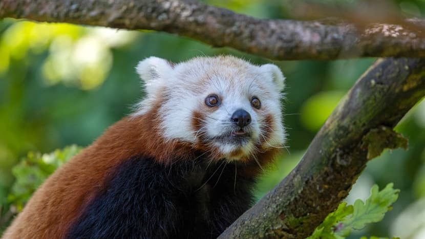 Kleiner Panda Siddhi zum ersten Mal in der Anlage.