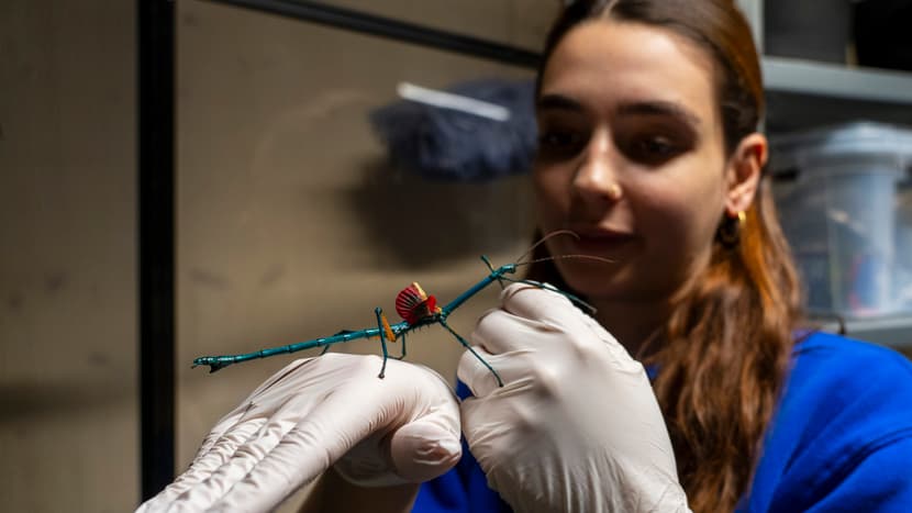 Animal keeper in the research station at Zoo Zurich with a metallic stick insect.