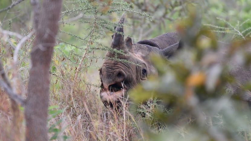 Foto: Akagera National Parks/African Parks, Drew Bantlin Spitzmaulnashorn Olmoti im Akagera-Nationalpark in Ruanda.