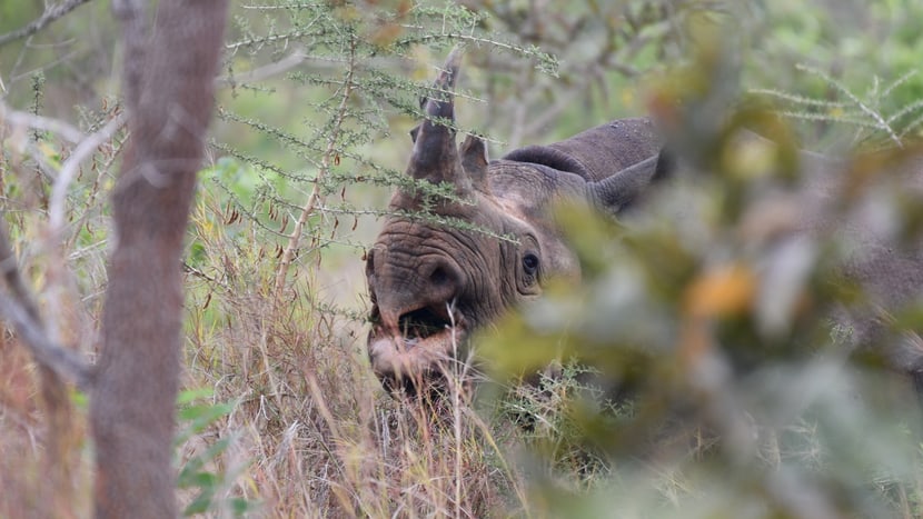 Spitzmaulnashorn Olmoti im Akagera-Nationalpark in Ruanda.