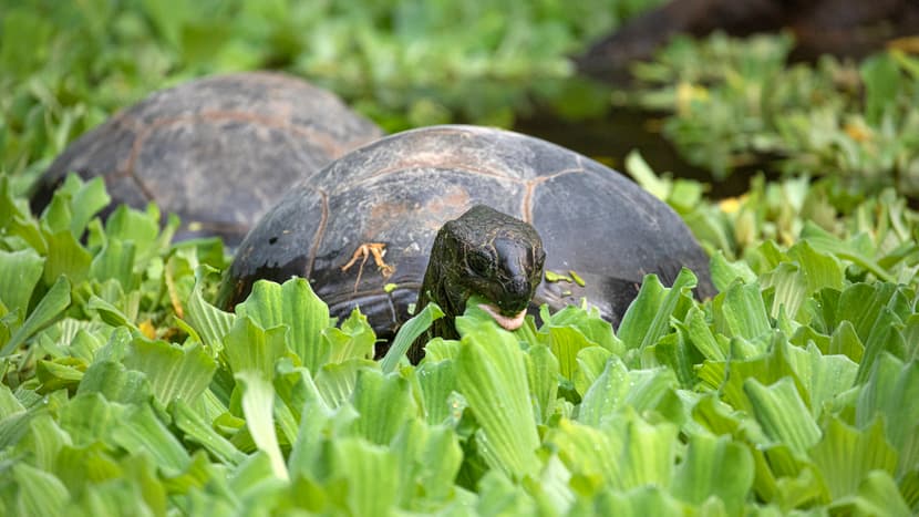 Aldabra-Riesenschildkröten im Masoala Regenwald des Zoo Zürich.