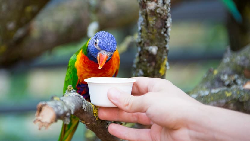 Allfarblori in der Lori-Voliere des Zoo Zürich.