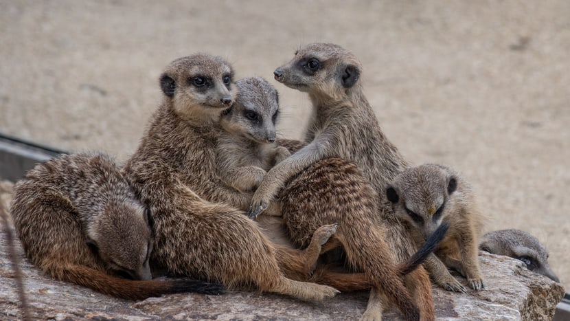 Erdmännchen in der Lewa Savanne des Zoo Zürich.