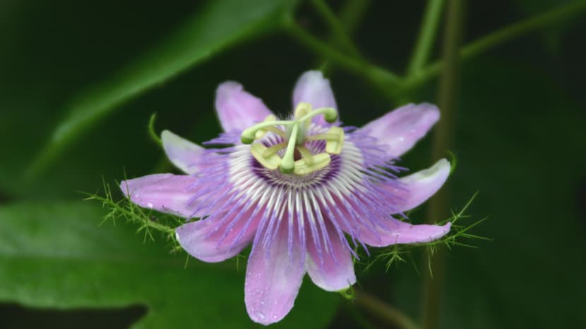 Foto: Zoo Zürich, Cora Braun Passionsblume im Masoala Regenwald des Zoo Zürich.