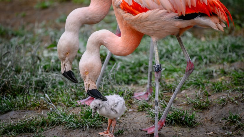 Foto: Zoo Zürich, Fabio Süess Junger Flamingo mit seinen Eltern im Zoo Zürich.