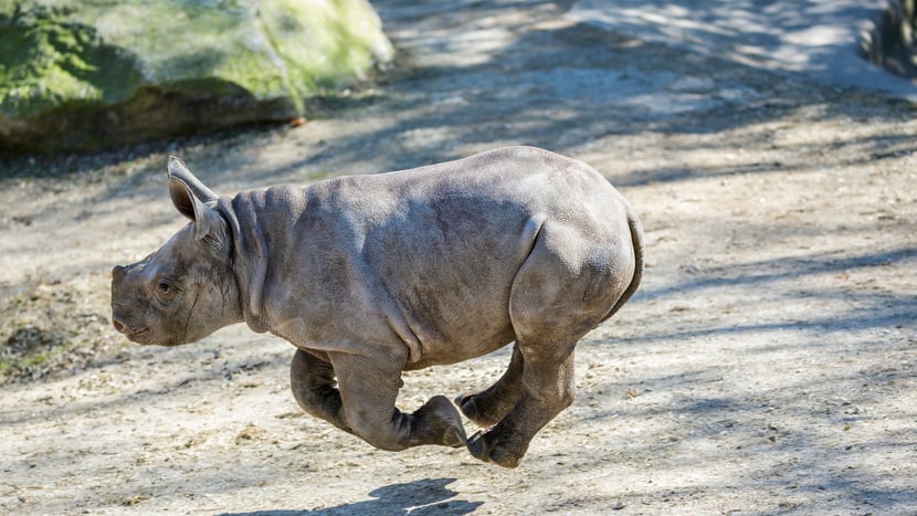 Foto: Zoo Zürich, Enzo Franchini Spitzmaulnashörner Olmoti im Mai 2015.