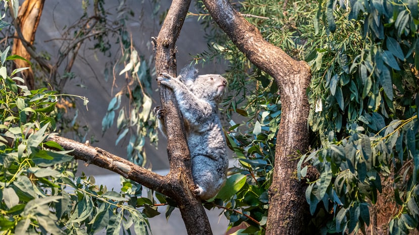 Foto: Zoo Zürich, Enzo Franchini Das Koalaweibchen Téa im Australienhaus des Zoo Zürich.