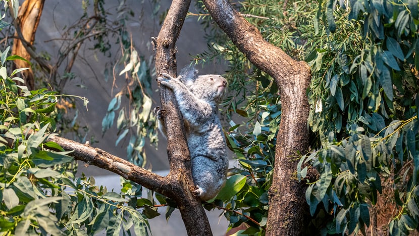 Das Koalaweibchen Téa im Australienhaus des Zoo Zürich.