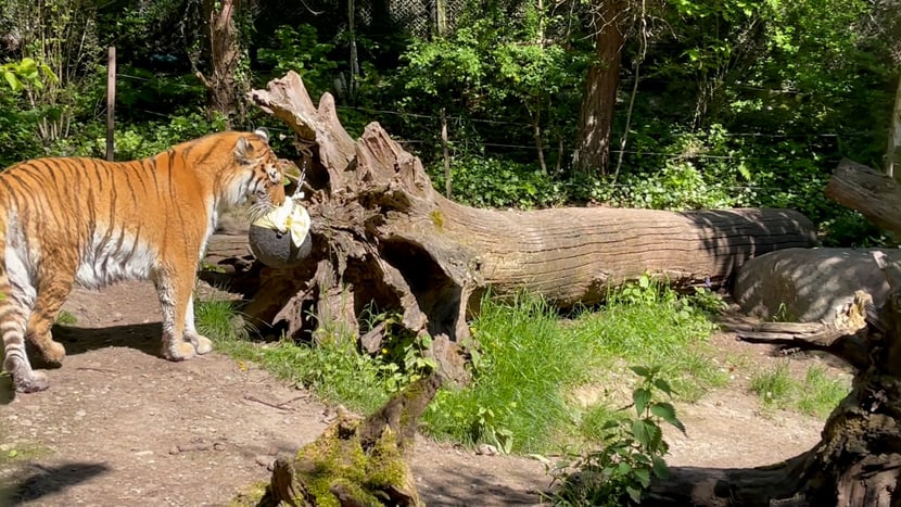 Das Amurtigerweibchen Irina reibt sich an einem Tuch, das danach als Geruchsprobe verwendet wird.
