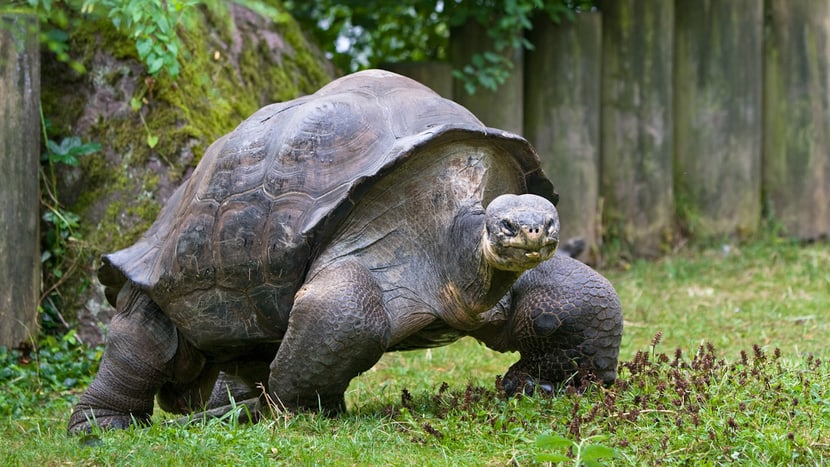 Foto: Zoo Zürich, Enzo Franchini Galapagos-Riesenschildkröte Jumbo im Zoo Zürich.