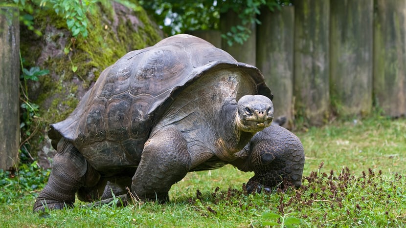 Galapagos-Riesenschildkröte Jumbo im Zoo Zürich.