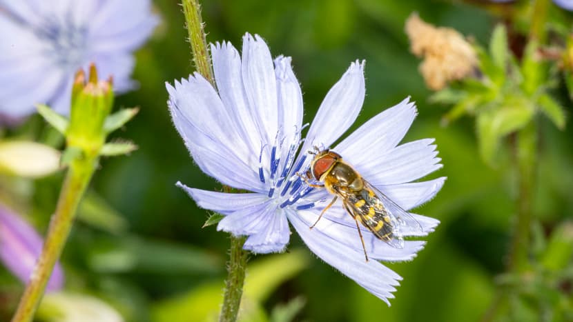 Scaeva selenitica sur une fleur indigène au Zoo de Zurich.
