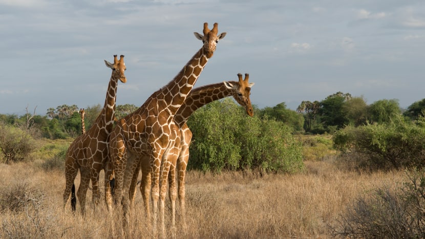Giraffen im Lewa Wildlife Conservancy, Kenia. 