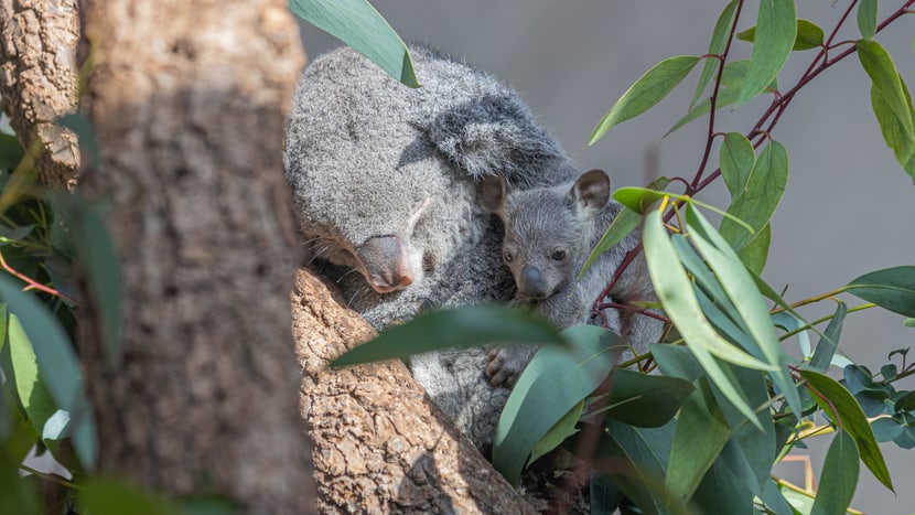 Foto: Zoo Zürich, Albert Schmidmeister Koala Pippa mit Joey im Zoo Zürich.