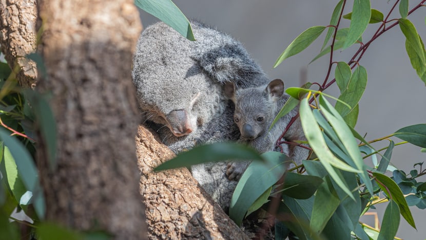 Koala Pippa mit Joey im Zoo Zürich.