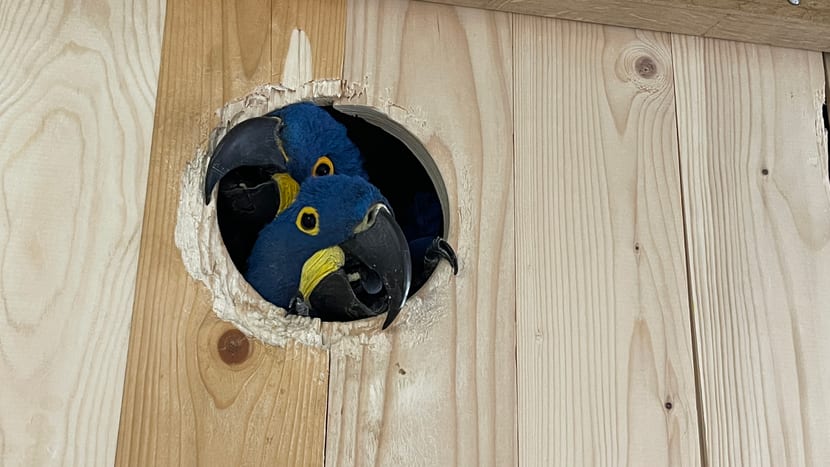 Foto: Zoo Zürich, Jennifer Schwere Hyazinthara-Brutpaar im Nistkasten.