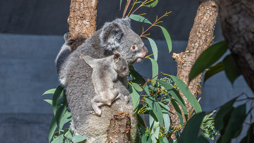 Koala Pippa mit Joey im Zoo Zürich.