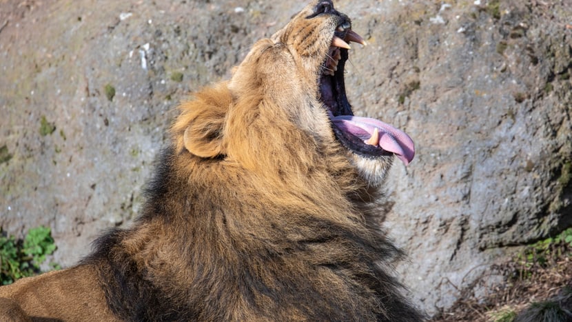Foto: Zoo Zürich, Enzo Franchini Asiatisches Löwenmännchen Radja im Zoo Zürich.