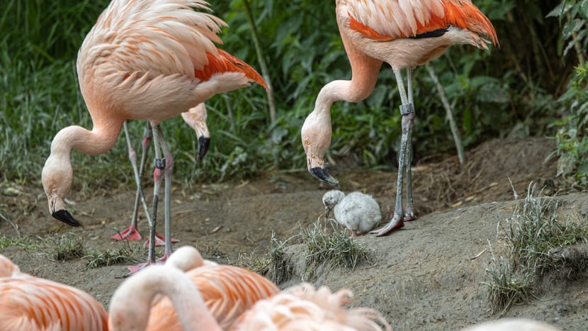 Foto: Zoo Zürich, Enzo Franchini Junger Flamingo mit seinen Eltern im Zoo Zürich.