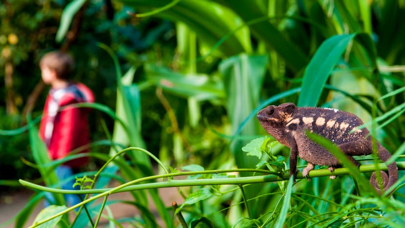 Foto: Zoo Zürich, Samuel Furrer Pantherchamäleon im Masoala Regenwald des Zoo Zürich.