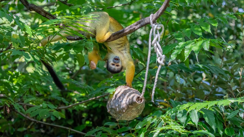 Foto: Zoo Zürich, Albert Schmidmeister Totenkopfäffchen im Pantanal des Zoo Zürich.