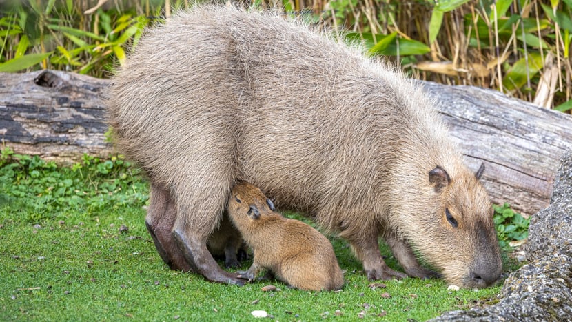 Capybara-Weibchen Sissi mit Jungtieren.
