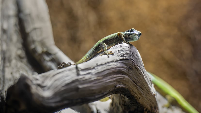 Schmuck-Taggecko (Phelsuma inexpectata)