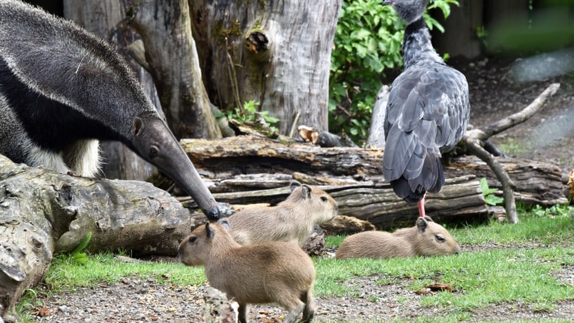 Ameisenbär, junge Capybaras und Tschaja im Pantanal des Zoo Zürich.