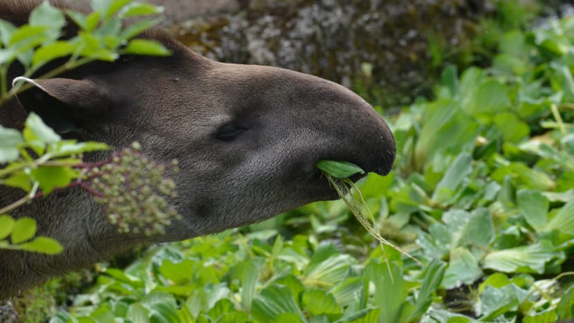 Foto: Zoo Zürich, Leyla Davis Flachlandtapir Oroja im Pantanal des Zoo Zürich.